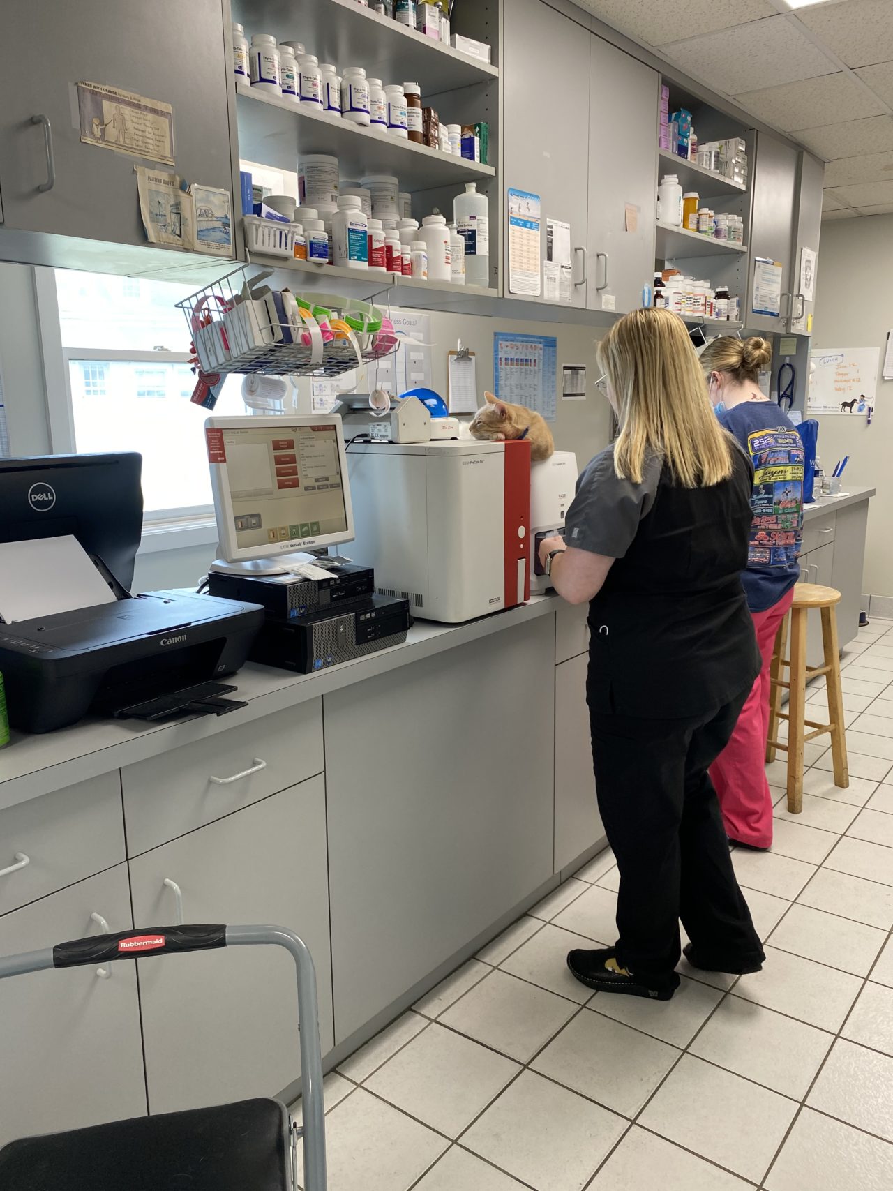 About Brentwood Veterinary Center Wilson, NC 27893 Veterinarian