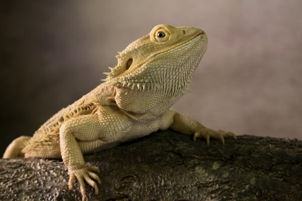 bearded dragon (1)