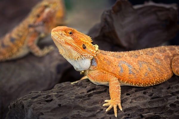 bearded dragon