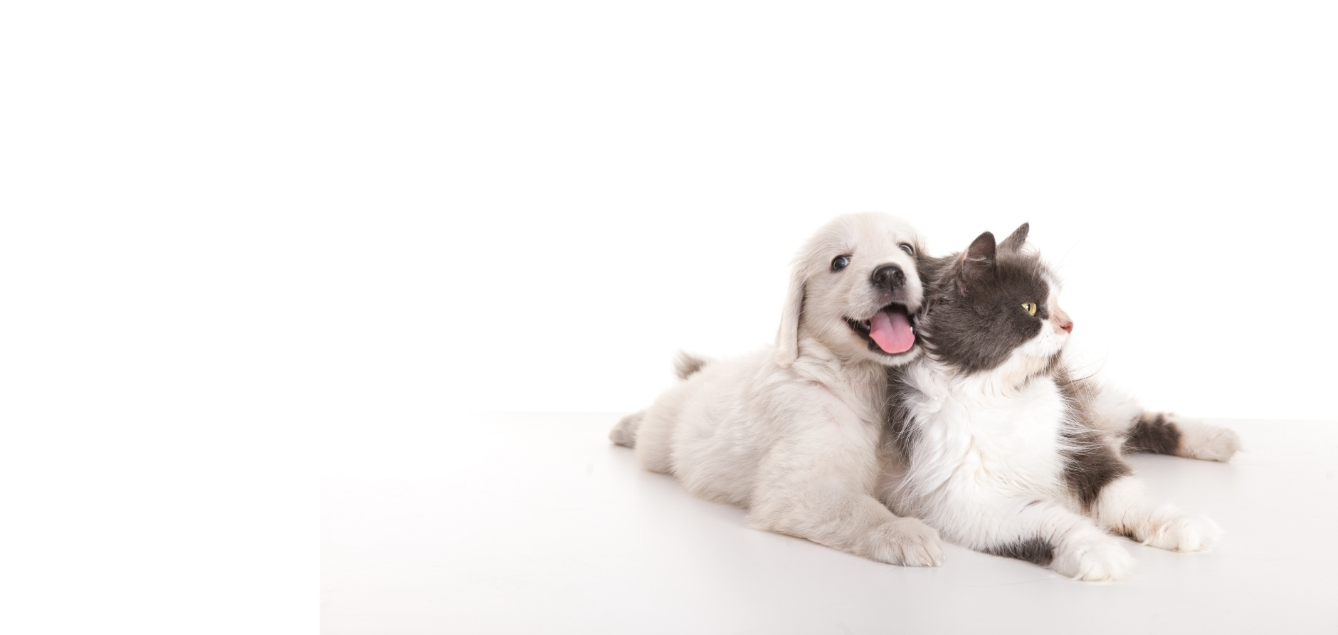 Mental stimulation for Dogs, Animal Hospital in Durham, NC