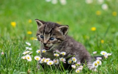 Seasonal Allergies in Pets: Signs to Look Out For