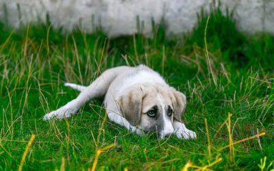 Tips for Creating a Pet Disaster Plan