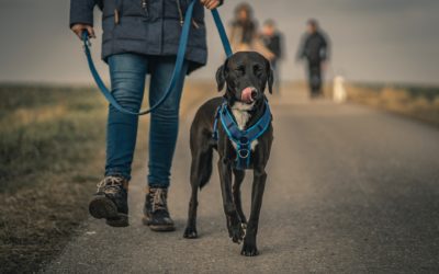 How to Teach Your Dog Good Leash Manners