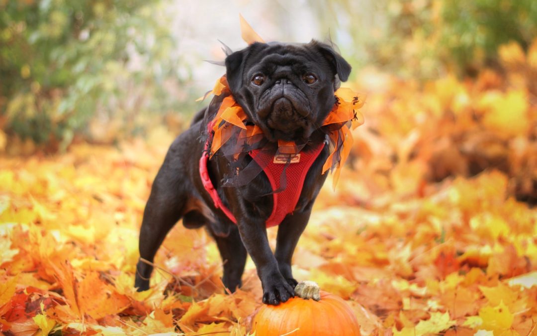 pug in fall leaves