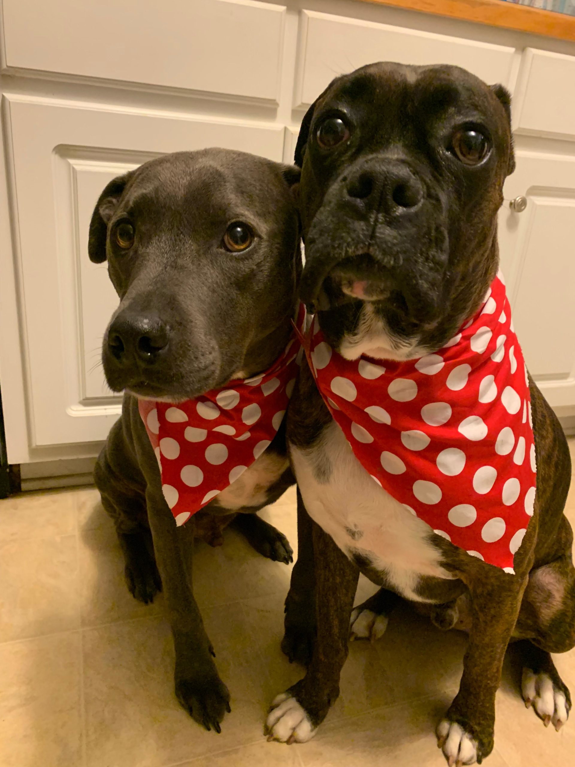 dogs with bandanas