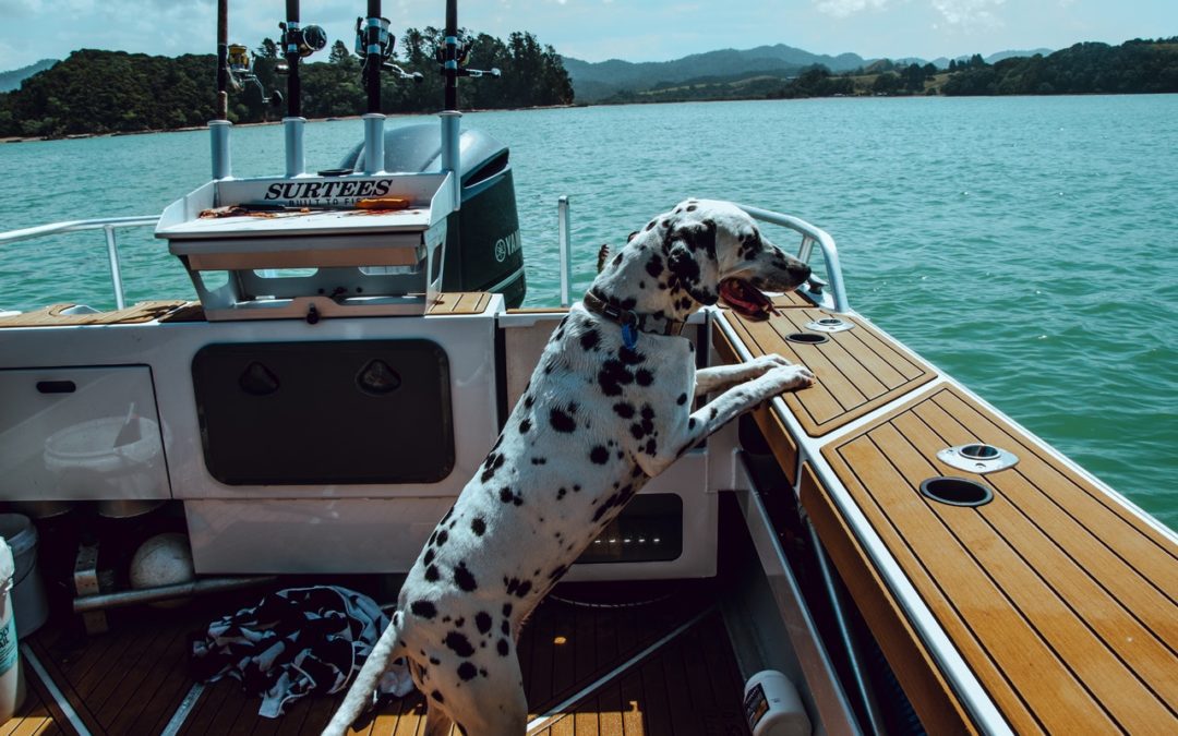 Dalmatian on boat