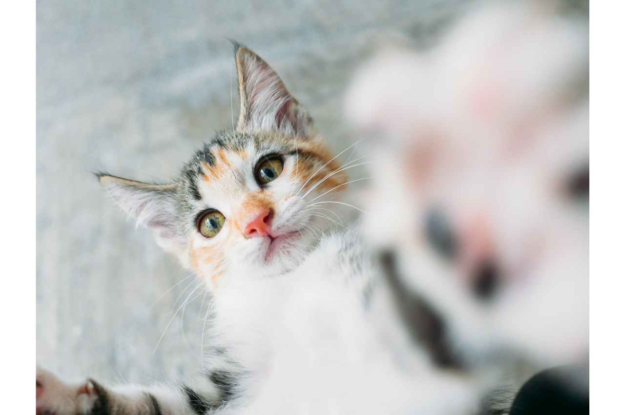 What Does a Cat Need to Be Healthy? Brentwood Veterinary Center