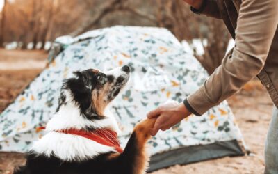 Essential Tips for Pet Owners to Ensure Camping Safety