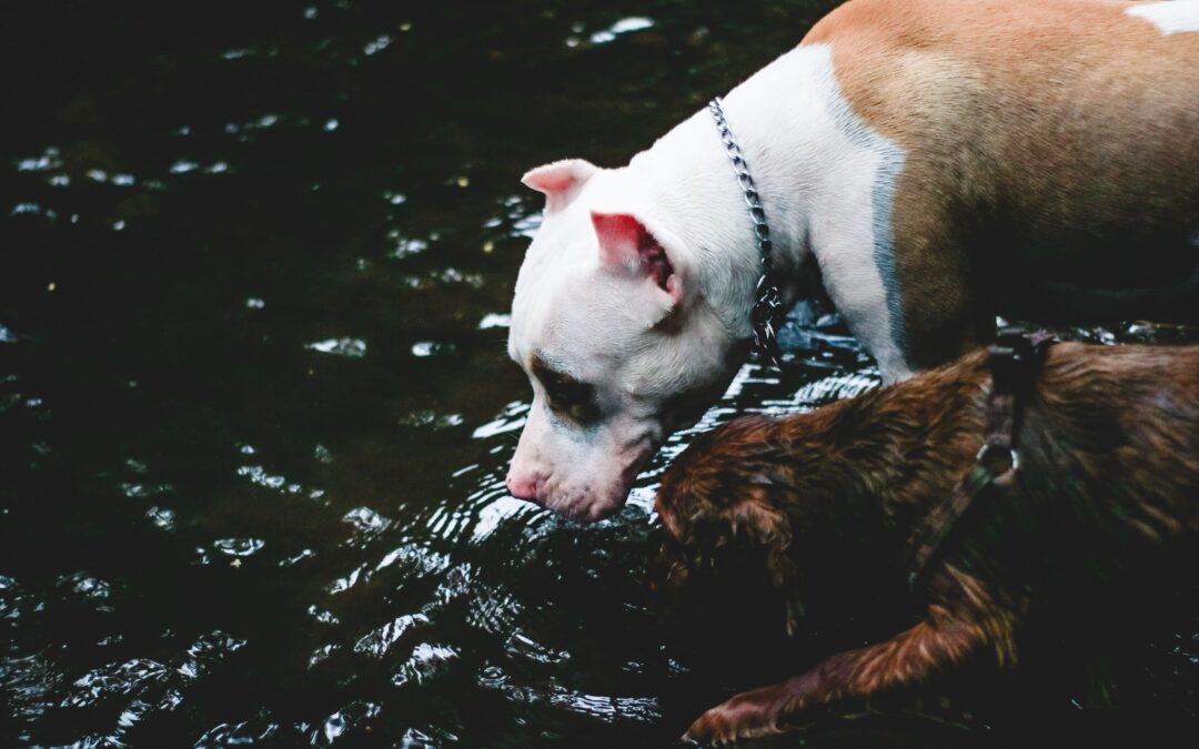 How to Keep Your Pet Hydrated This Summer