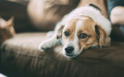 Choosing the Right Care for Your Pet’s Health Crisis