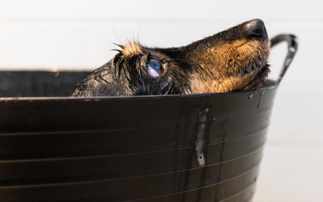 Discovering the Perfect Shampoo for Your Dog’s Bathing Routine