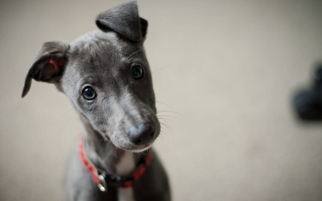 Greyhound puppy looking confused into the camera
