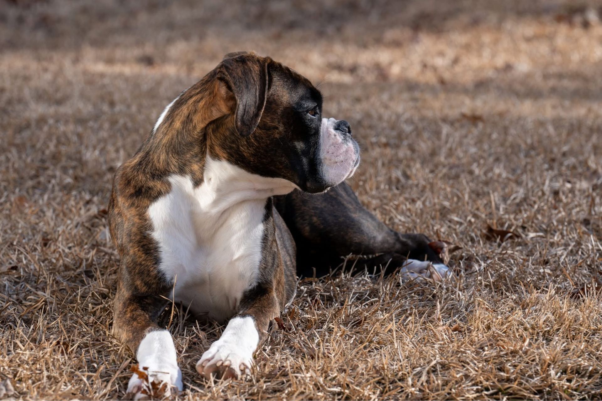 Dog lying on dry grass