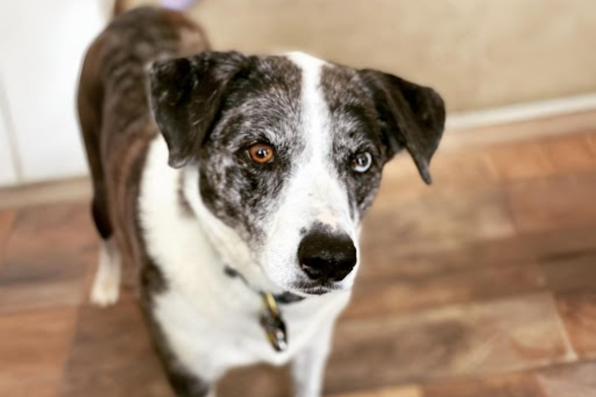 Close up image of a dog