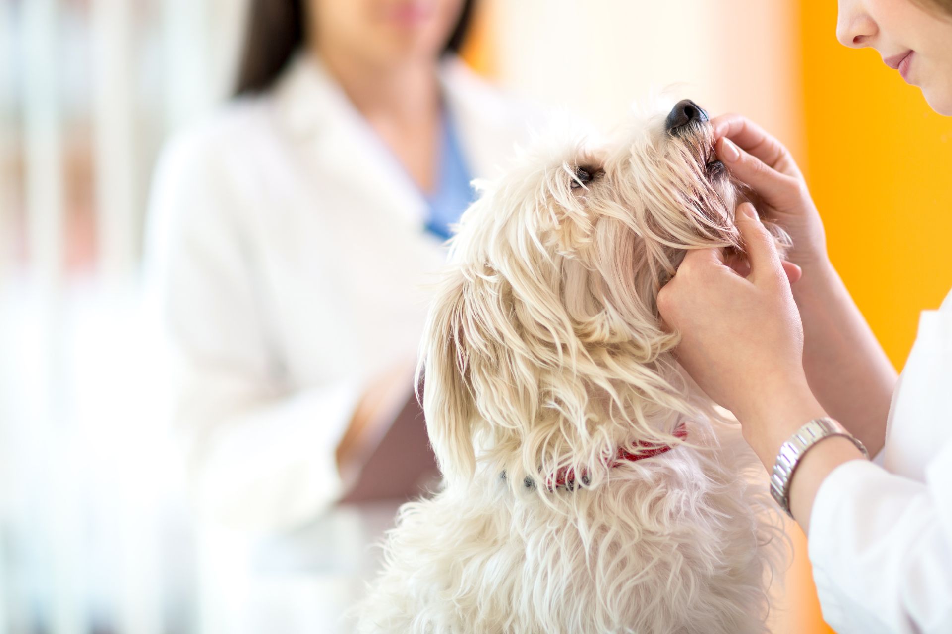 Vet examining a dog's teeth