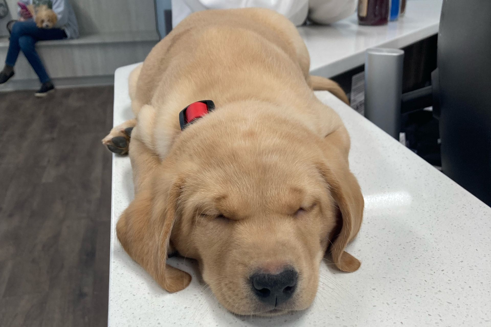A puppy lying on a table