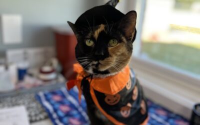 Fall Pet Safety Tips: Keeping Your Pets Happy & Healthy This Season 🍂