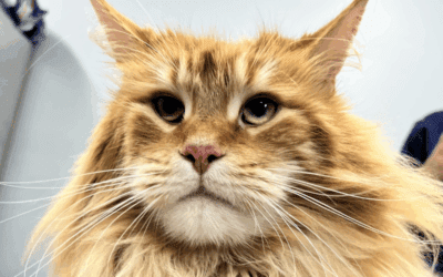 Winter Comfort for Senior Pets: Keeping Your Aging Cat or Dog Warm, Mobile, and Safe This Season