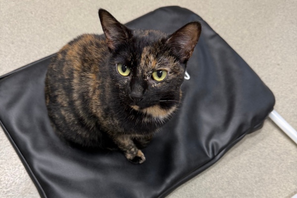 cat sits for MagnaWave treatment cat sits for MagnaWave treatment