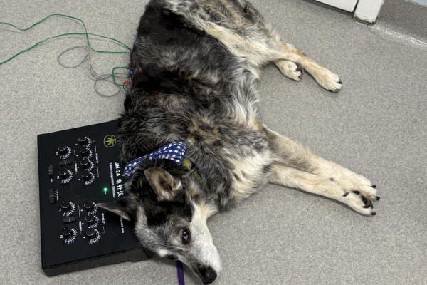 dog getting acupuncture treatment dog getting acupuncture treatment