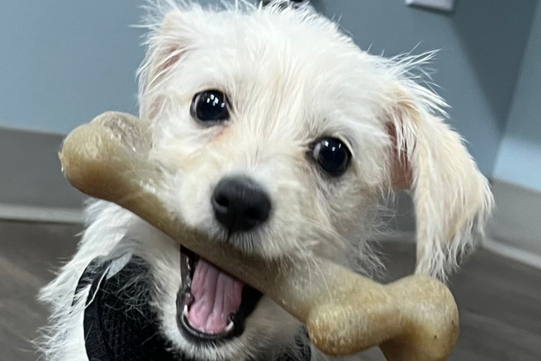 dog holds a large bone in its mouth