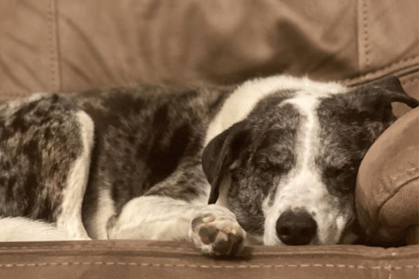 A dog peacefully sleeping on a cozy couch