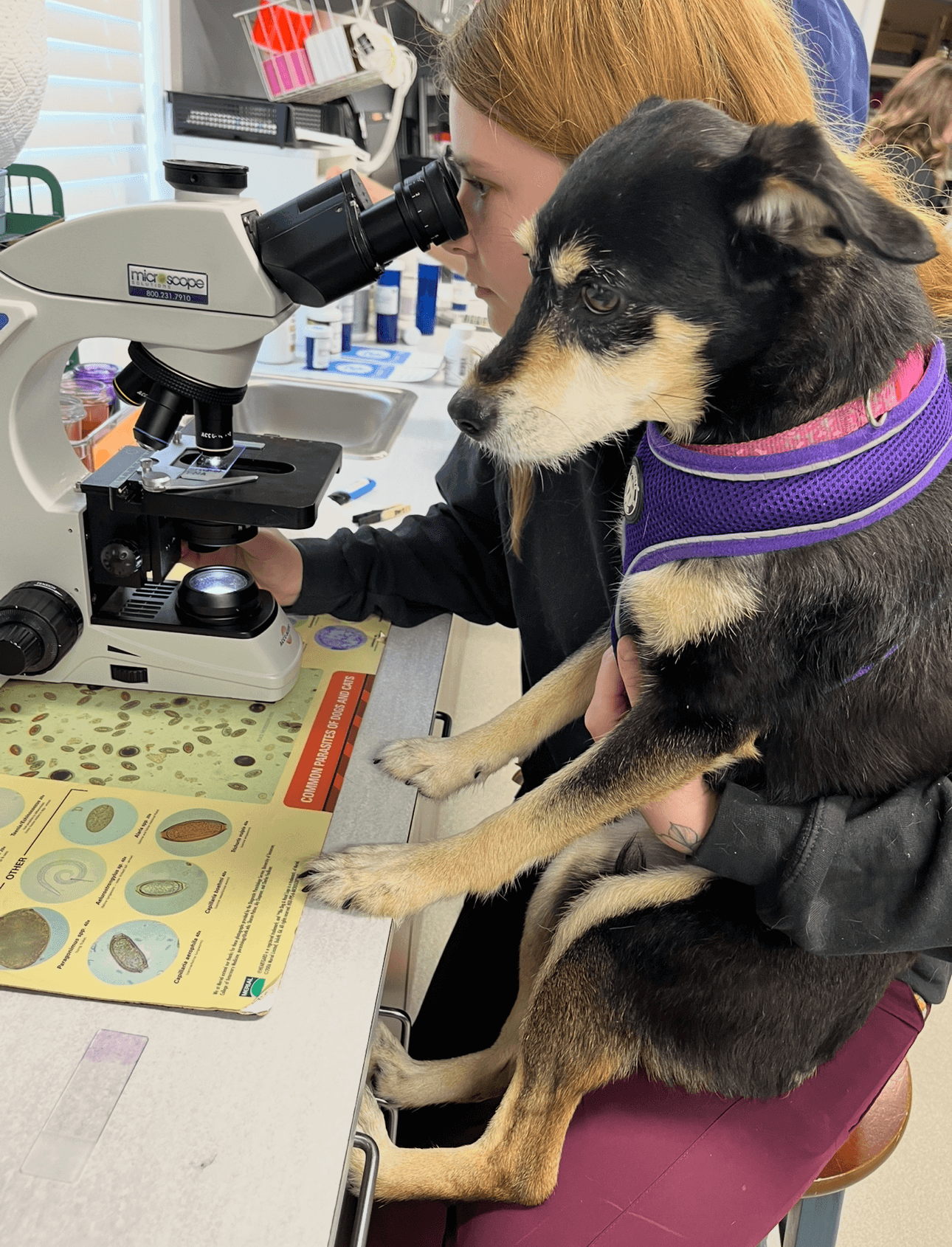 hospital team member and the dog at the microscope