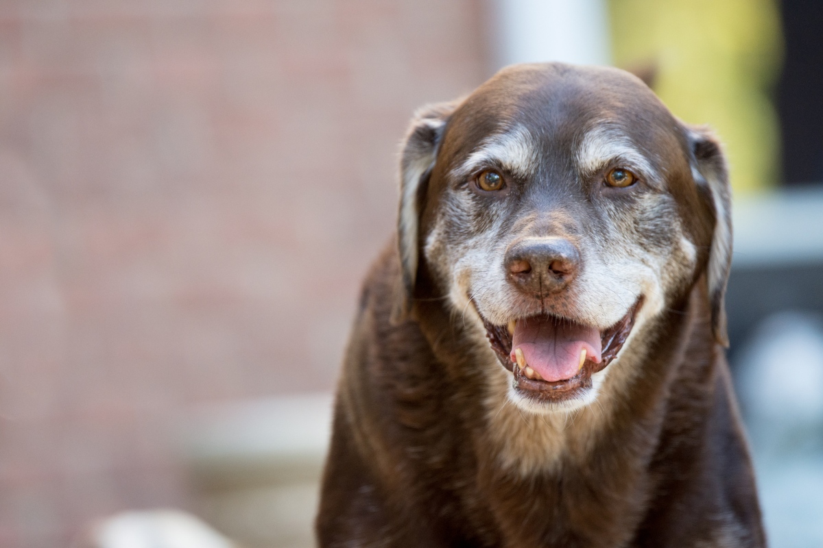 senior dog