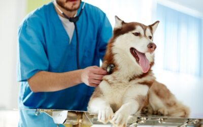 Rehabilitation Therapies at Brentwood Veterinary Center: Helping Pets Move Comfortably Again