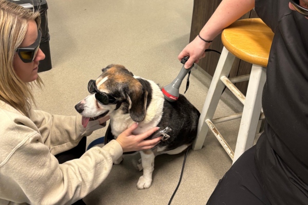 vets doing dog laser therapy vets doing dog laser therapy