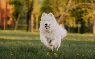 Summer Pet Safety Tips: How to Keep Your Pets Safe During the Hot North Carolina Summer