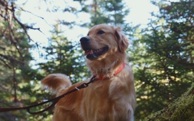 🌼 May Is Lyme Disease Awareness Month: Protecting Your Pet from Tick-Borne Illness