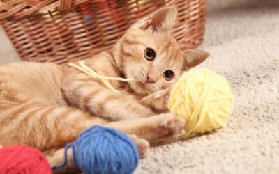 Back-to-School Pet Safety Checklist